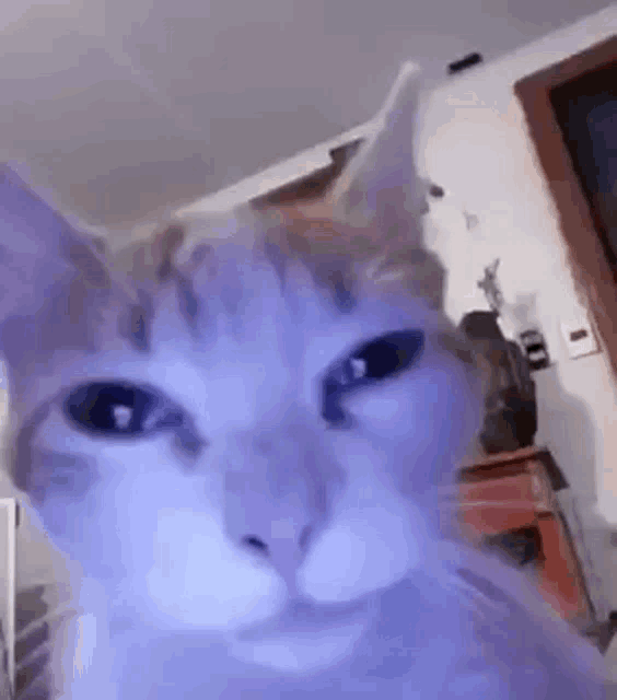 a close up of a cat 's face in a room with a purple light behind it .