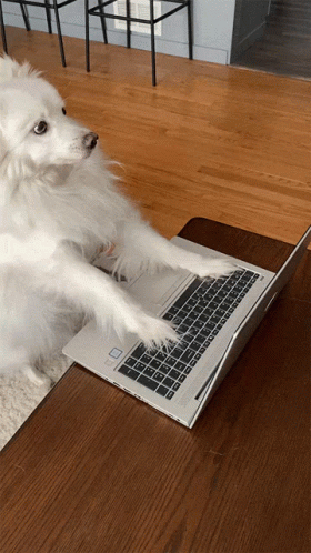 Business Dog Typing Dog GIF - Business Dog Typing Dog Cute GIFs