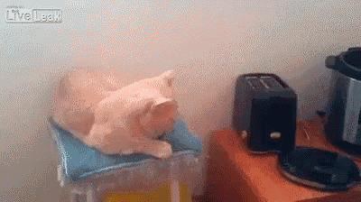 a cat is laying on a table next to a toaster and a pot .