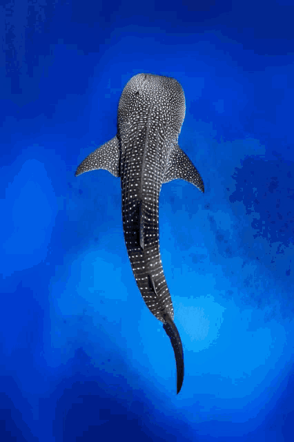 a whale shark is swimming in the blue water
