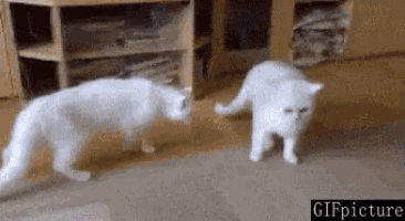 two white cats are standing next to each other in a living room