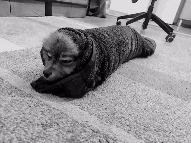 a black and white photo of a dog wrapped in a black towel