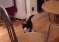 Look At Me In A Stoopid Human GIF - Cat Walk Hop GIFs