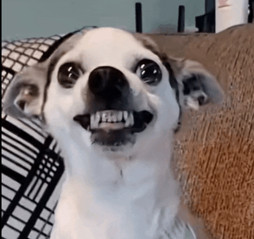 a small white dog is sitting on a couch and making a funny face .