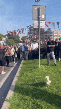 a group of people are walking down a street while a duck stands on the grass