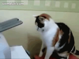 Cat Printer GIF - Cat Printer Fight GIFs