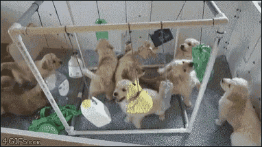 Puppies Dogs GIF - Puppies Dogs Playing GIFs