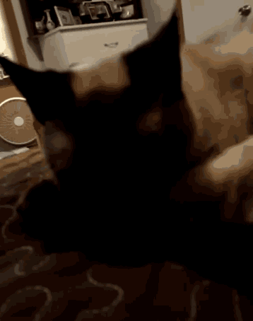 a cat is laying on a couch in a room with a fan in the background