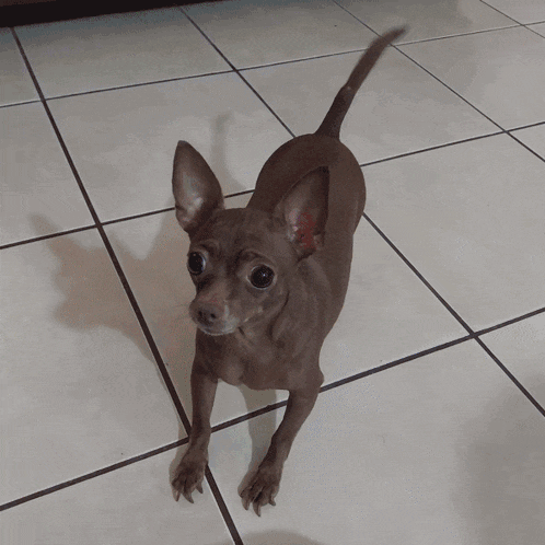a small dog standing on a tiled floor with a rainbow flag in the background