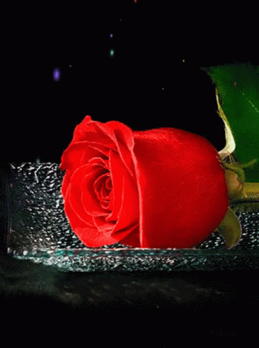 Nasserq Rose GIF - Nasserq Rose Flowers GIFs