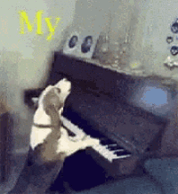 a dog is playing a piano in front of a sign that says my cool