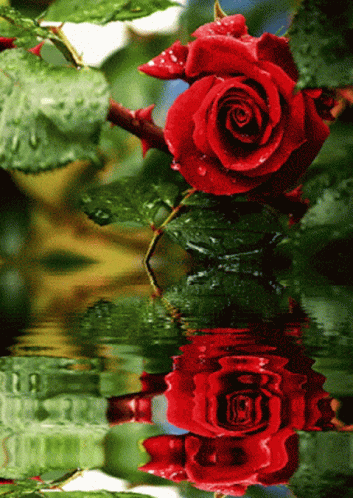 Red Rose Water GIF - Red Rose Water GIFs