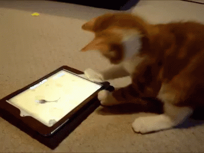 Cat Play GIF - Cat Play Kitten GIFs