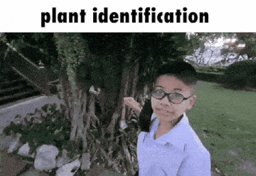 Plant Meme GIF - Plant Meme Tree GIFs