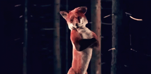 What Does The Fox Say Fox GIF - What Does The Fox Say Fox Ylvis GIFs