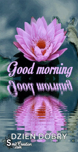 a pink lotus flower with the words good morning dzień dobry