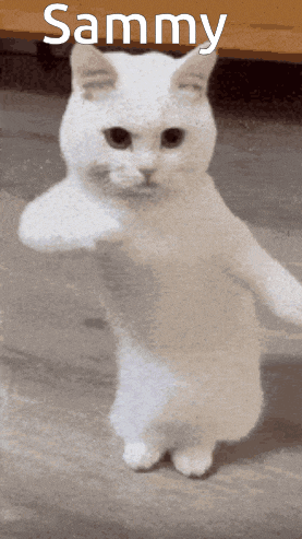 a white cat standing on its hind legs with the name sammy written on the bottom