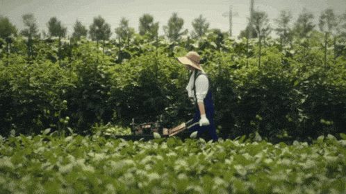 a woman wearing a hat is walking through a field of plants