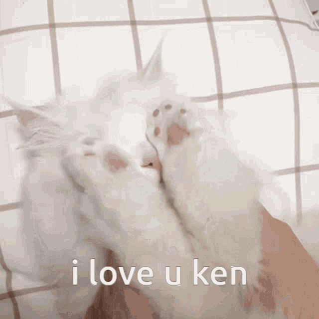 Ken I Love You GIF - Ken I Love You Cat GIFs