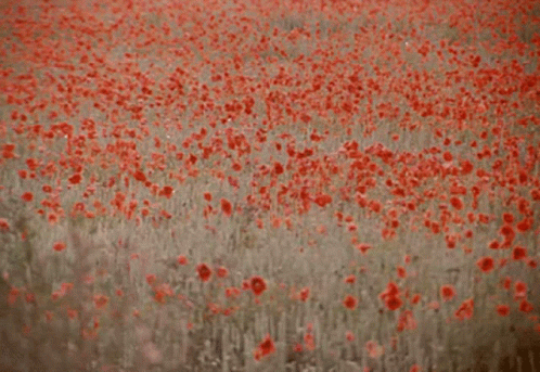Veterans Day Poppies GIF - Veterans Day Poppies Poppy Field GIFs
