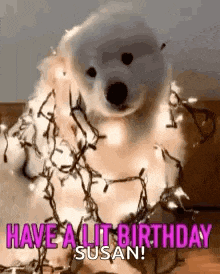 a dog is covered in christmas lights and says `` have a lit birthday susan ! ''