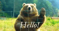 Bears Hello GIF - Bears Hello GIFs
