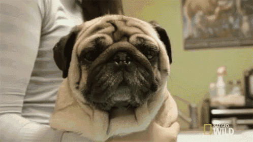a pug dog is being held in a woman 's arms .