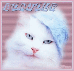 Bonjour Cat GIF - Bonjour Cat Smile GIFs