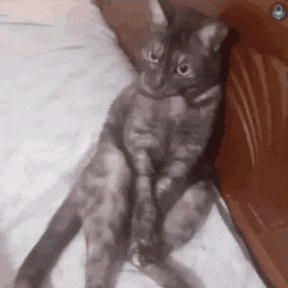 a gray cat is sitting on a bed with its legs crossed