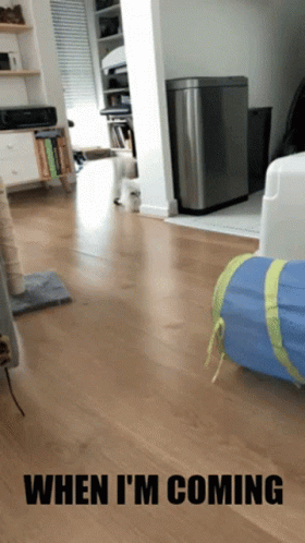 Cat Attack When Im Coming In Your Life GIF - Cat Attack When Im Coming In Your Life Cat Vs Tunnel GIFs