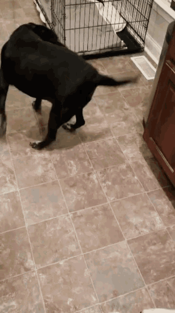 a black dog is standing on a tiled floor in front of a cage