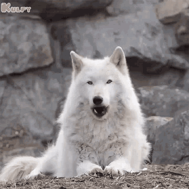 Wolf Nakka GIF - Wolf Nakka Animals GIFs