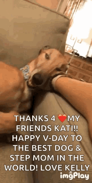 a dog is laying on a couch next to a woman 's leg and says thanks 4 my friends kati !