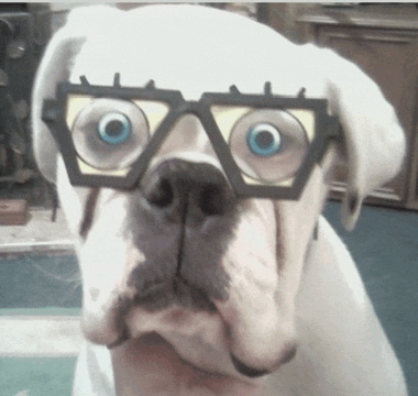 a white dog wearing glasses with a yellow frame