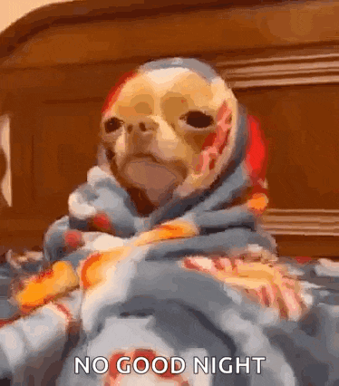 a dog wrapped in a blanket on a bed with the words `` no good night '' .