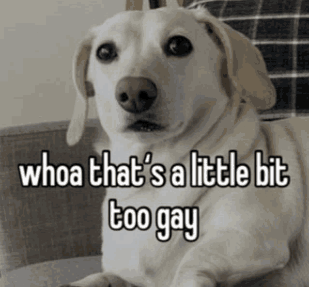 a dog with the words whoa that 's a little bit too gay above it