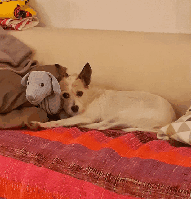 a white dog laying on a couch with a stuffed animal