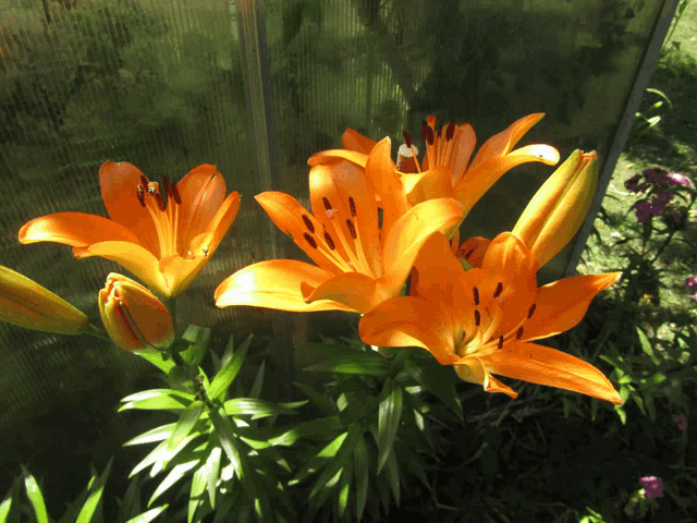 a bunch of orange flowers growing in a garden
