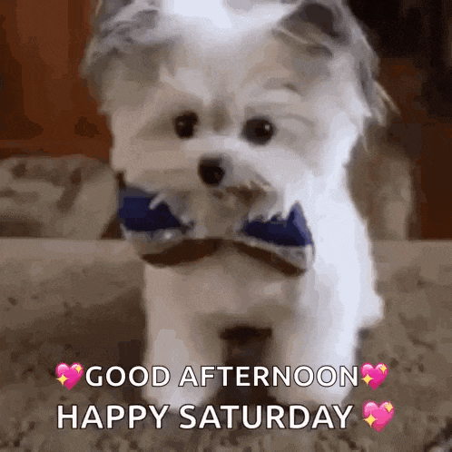a small white dog wearing a blue bow tie says good afternoon happy saturday .
