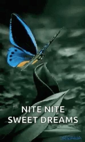 Nite Sweet Dreams GIF - Nite Sweet Dreams Butterfly GIFs