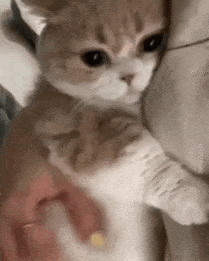 a close up of a cat being petted by a person .