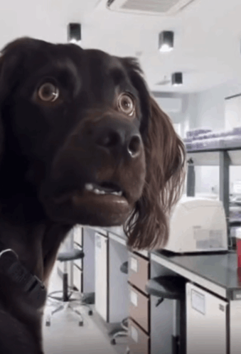 Confused Dog GIF – Confused dog – discover and share GIFs