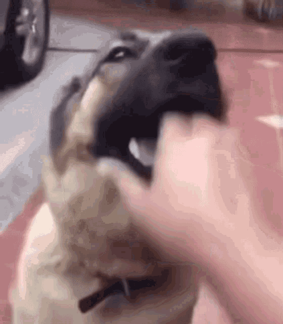 a close up of a person petting a dog 's head .