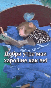 a monkey is laying on a bed reading a book in a foreign language .