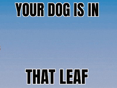 a poster that says your dog is in that leaf on it