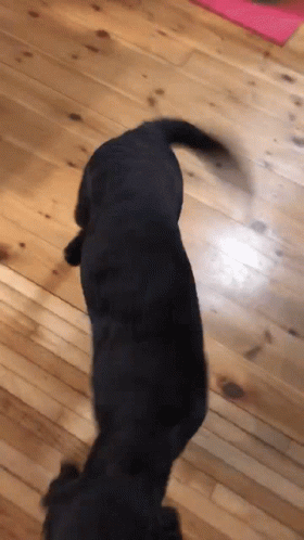 Tail Wagging GIF - Tail Wagging Happy GIFs