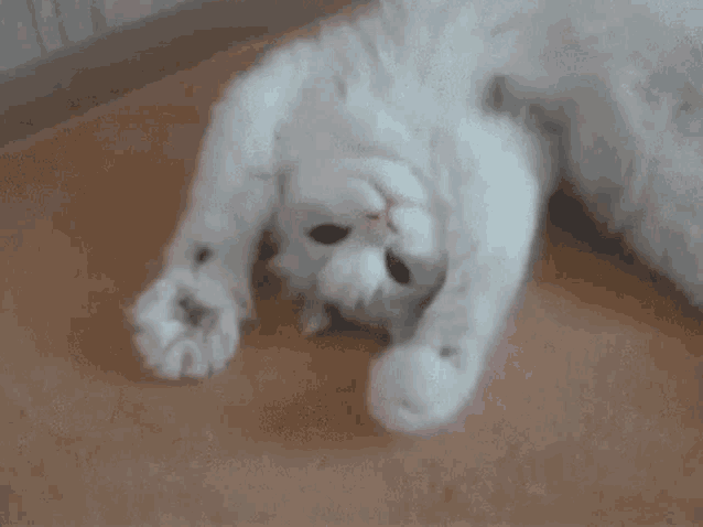 four images of a white cat stretching its legs