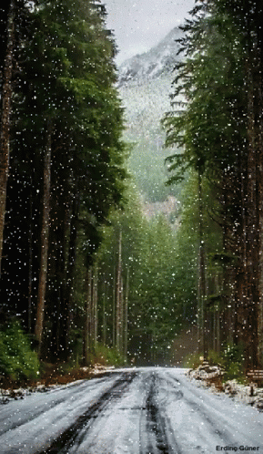Road Trees GIF - Road Trees Winter GIFs