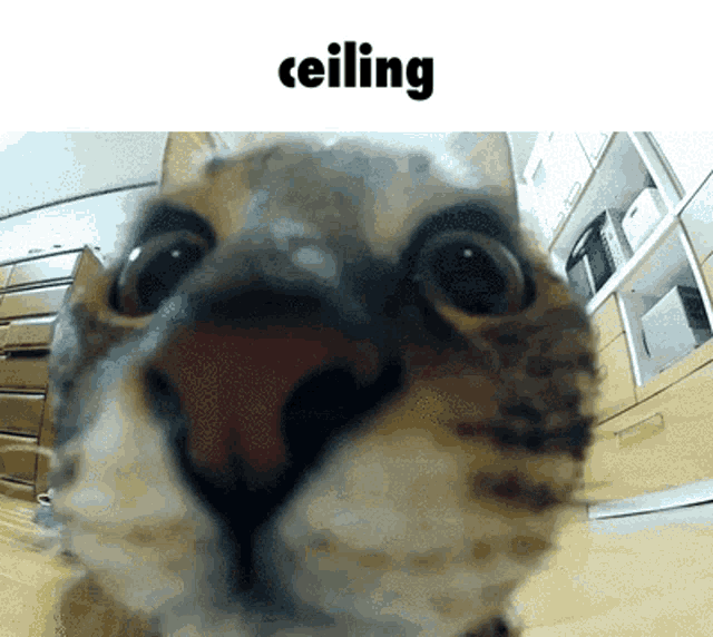 a close up of a cat 's face with the word ceiling behind it