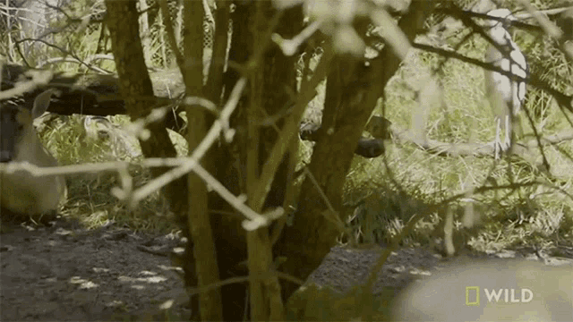 Hanging Out The Barking Deer GIF - Hanging Out The Barking Deer Secrets Of The Zoo GIFs